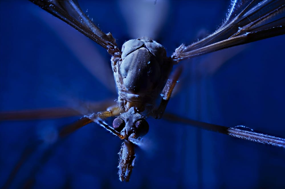 Eine Schnake. Erstellt aus einem Fokusstack mit über 70 Bildern.